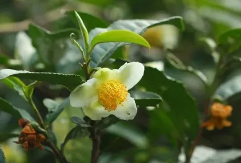 Tea Tree Camellia Tea Tree Camellia